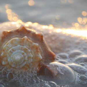 A shell on the beach representing the Golden Ratio.