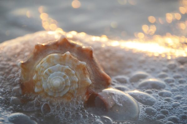 A shell on the beach representing the Golden Ratio.