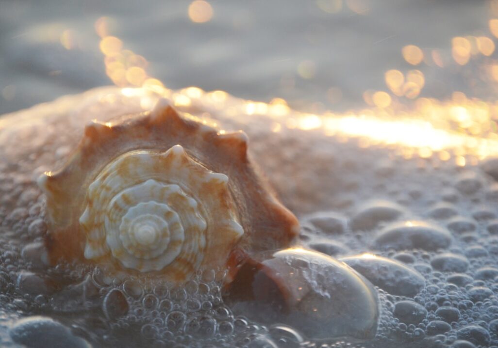 A shell on the beach representing the Golden Ratio.